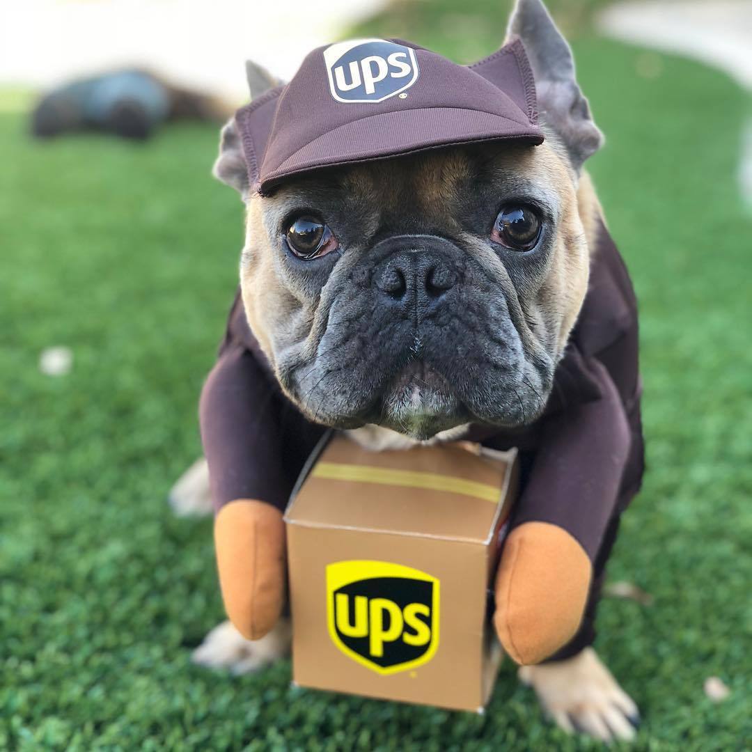 Delivery of pet dog and cat clothes