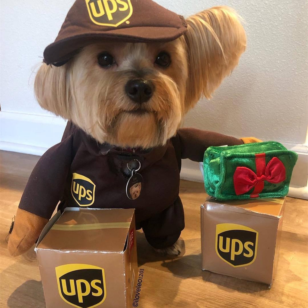 Delivery of pet dog and cat clothes