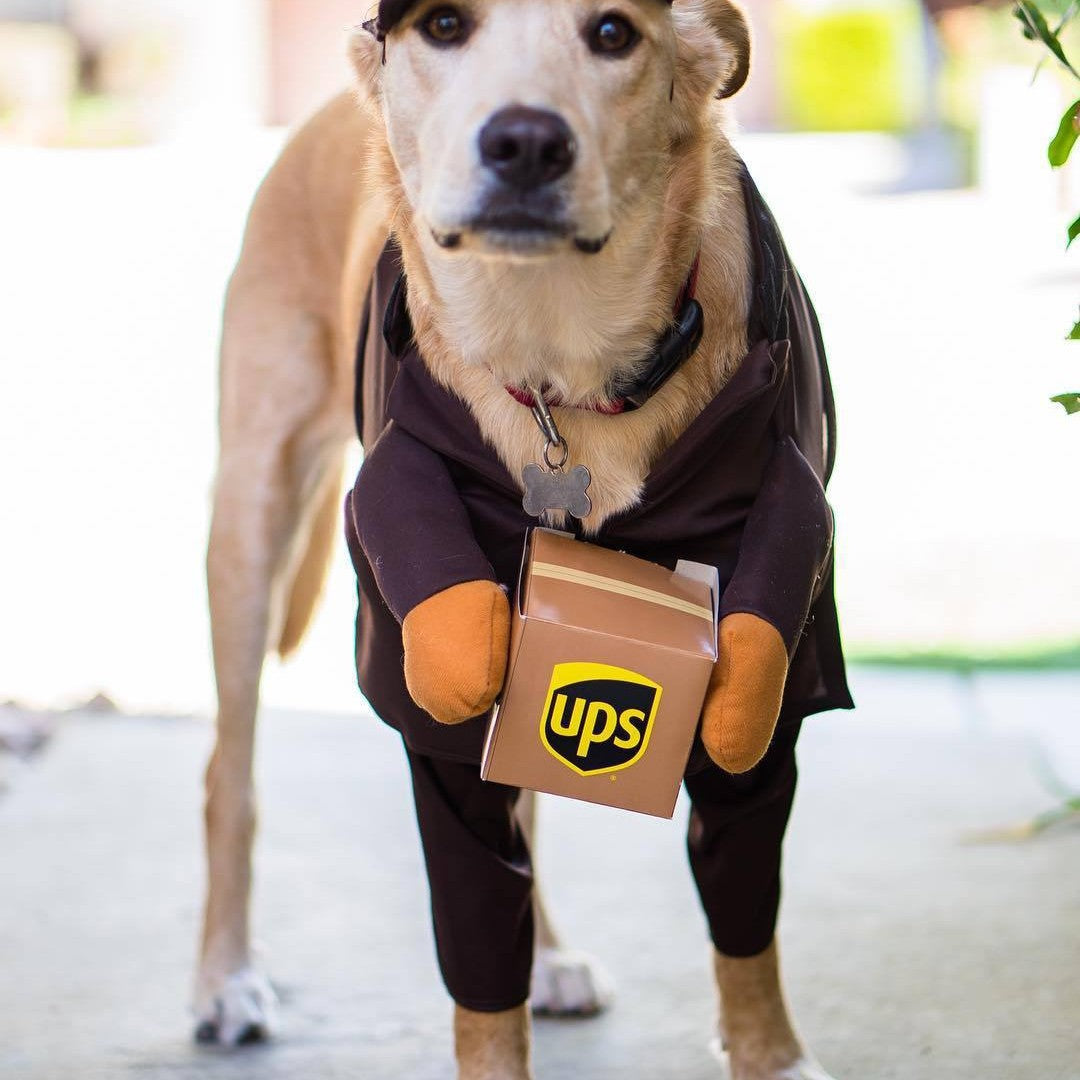 Delivery of pet dog and cat clothes